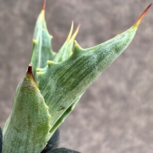 【Lj_plants】Z19 アガベ スノ-デビル 極上斑です Agave deserti v. simplex variegata Snow Devil 胴切 天芽の画像7