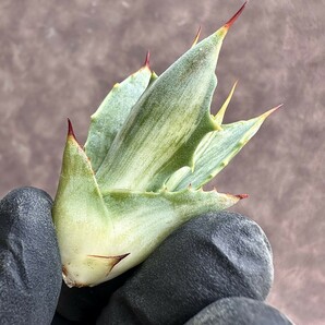 【Lj_plants】Z19 アガベ スノ-デビル 極上斑です Agave deserti v. simplex variegata Snow Devil 胴切 天芽の画像4