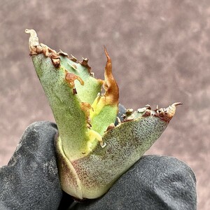 【Lj_plants】Z35 アガベ チタノタ　ゴジラ　GODZILLA 強狂刺 葉内刺し 胴切天芽 