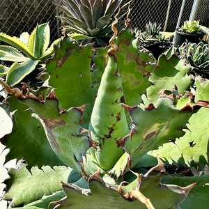 【Lj_plants】Z46 アガベ 多肉植物 ‘Spawn'×イシスメンシス×グアダラハラナ　超陽炎 胴切 大天芽