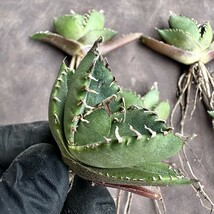 【Lj_plants】Z58 アガベ チタノタ 南アフリカダイヤモンド SAD 綺麗株5株同梱し_画像2