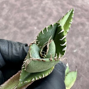 【Lj_plants】Z58 アガベ チタノタ 南アフリカダイヤモンド SAD 綺麗株5株同梱しの画像5