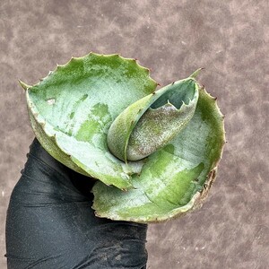 【Lj_plants】Z75 多肉植物 アガベ マルモラ-タ パピリオ プラタノイデス 綺麗株