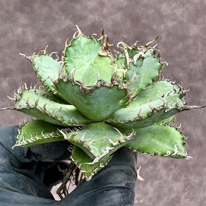 【Lj_plants】Z76 アガベ チタノタ フィリグリー 圓葉拇指 コンパクト包葉形 美株の画像9