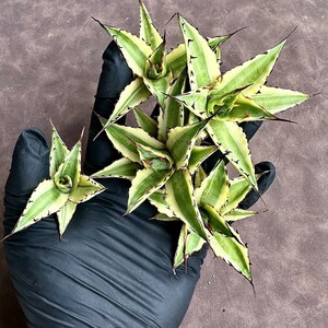 【Lj_plants】Z12 多肉植物 アガベ キシロナカンサフロストバイト/アガベ 鮮明錦 極上錦 美株5株同梱し