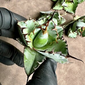 【Lj_plants】Z15 アガベ チタノタ BB ブラックアンドブルー 短い葉強棘 胴切超大天芽10株同梱しの画像7