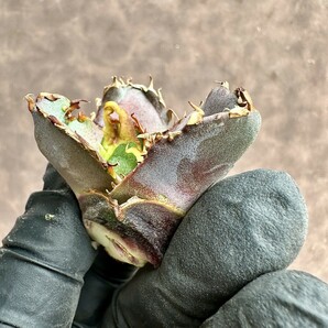 【Lj_plants】Z23 アガベ チタノタ 金剛 Sクラスは希少株 agave kingkong 胴切大天芽の画像1