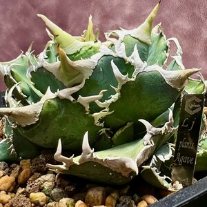 [Lj_plants]Z25 agave chitanota white .. madness . a little over white . large . cover trunk cut . stock 