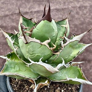 [Lj_plants]Z27 agave chitanota.. finest quality a little over . beautiful stock 