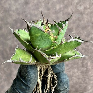 【Lj_plants】Z42 アガベ チタノタ シーザー super caesar 狂刺 強棘 綺麗株の画像2