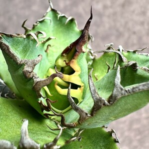 【Lj_plants】Z43 アガベ チタノタ シーザー super caesar 狂刺 強棘 綺麗株の画像2