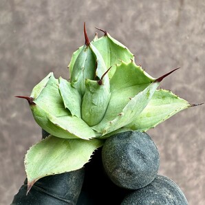 【Lj_plants】Z58 多肉植物 アガベ 厚葉雷神 石化 特殊凸凹斑入り 霜降り錦 極上株の画像1