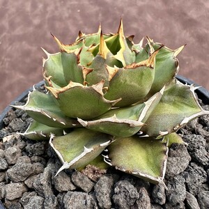 [Lj_plants]Z60 agave chitanota emperor *Emperor* a little over . finest quality beautiful stock ultra rare! limitation stock 