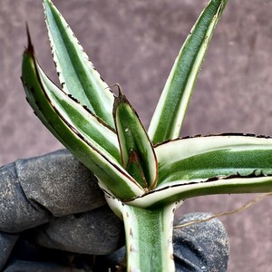 [Lj_plants]Z65 succulent plant agave ice mountain . wheel . finest quality . stock departure root ending 
