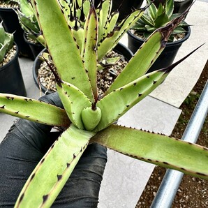 【Lj_plants】Z67 アガベ マクロアカンサ Agave macroacantha 極上大子株1株の画像5