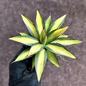 [Lj_plants]Z82 succulent plant agave bar nto bar gun ti. yellow middle . clear . finest quality . entering beautiful stock 