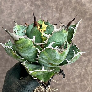 【Lj_plants】Z89 アガベ チタノタ 白鯨 強棘 大甲蓋 包葉形 美株 綺麗株