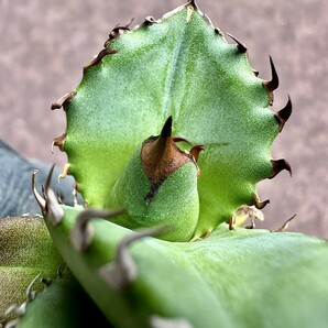 【Lj_plants】Z97 アガベ チタノタ キューピッド/翼竜/agave titanota Cupid 強棘 極上美株の画像8