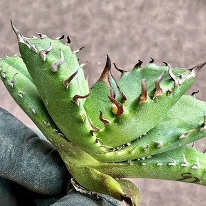 【Lj_plants】Z97 アガベ チタノタ キューピッド/翼竜/agave titanota Cupid 強棘 極上美株の画像1