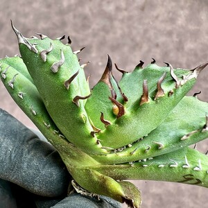 【Lj_plants】Z97 アガベ チタノタ キューピッド/翼竜/agave titanota Cupid 強棘 極上美株