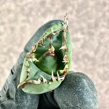 【Lj_plants】Z38 アガベ チタノタ 南アフリカダイヤモンド SAD 胴切り天芽 強棘綺麗株_画像7