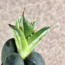 【Lj_plants】Z46 アガベ ホリダ horrida錦 白中斑 白縞斑 特殊凸凹斑入り 石化し 胴切天芽_画像4