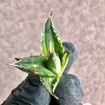 【Lj_plants】Z46 アガベ ホリダ horrida錦 白中斑 白縞斑 特殊凸凹斑入り 石化し 胴切天芽_画像10