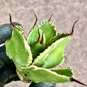 【Lj_plants】Z51 多肉植物アガベ　ポタトラム　モンスト　キュービック錦 極上斑入り 覆輪斑 綺麗株