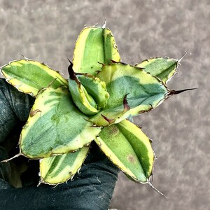 [Lj_plants]Z55 agave BB.chitanota black and blue .. wheel . clear . finest quality . beautiful stock 