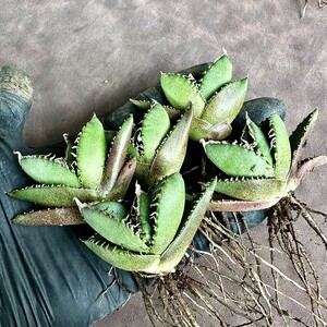 【Lj_plants】Z56 アガベ チタノタ 南アフリカダイヤモンド SAD 強棘綺麗株 5株同梱し