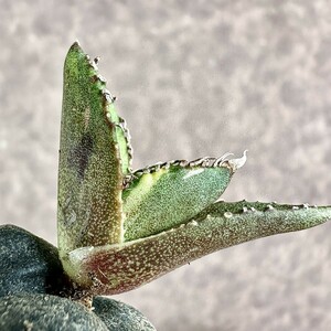 【Lj_plants】Z61 アガベ チタノタ 南アフリカダイヤモンド SAD錦 極上斑入り 極美株