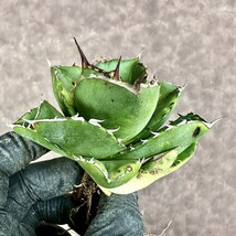 【Lj_plants】Z78 アガベ チタノタ 柊月 短葉で肉厚 極美 極上株 付子株_画像5