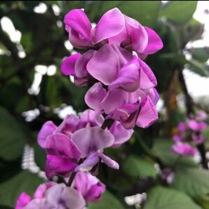 【紫花　ドリチョスラブラブ　ルビームーン種　７個】オマケ→ （白花　風船カズラ種７個 ）四国より発送します。