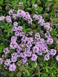 クリーピングタイムカット苗→（根っ子は無し…）ピンク花…20本　約10cm 庭の植物オマケ…付き