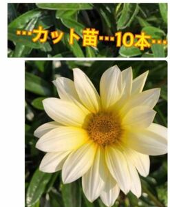 ガザニア…カット苗10本程度…オマケ植物付き…四国より発送致します。