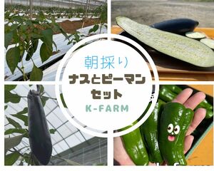 ピーマンとナス　お野菜セット　農家直送　80サイズ箱　いっぱい　朝採り　新鮮　農家