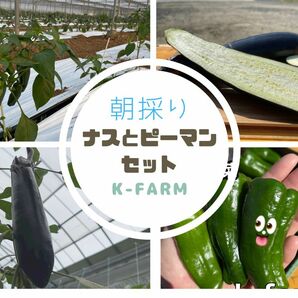 ピーマンとナス　お野菜セット　農家直送　80サイズ箱　いっぱい　朝採り　新鮮　農家