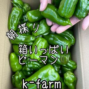 箱いっぱい　ピーマン　農家直送　新鮮野菜　野菜　フレッシュ　朝採り　ハウス栽培　農家