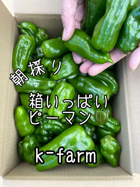 箱いっぱい　ピーマン　農家直送　新鮮野菜　野菜　フレッシュ　朝採り　ハウス栽培　農家