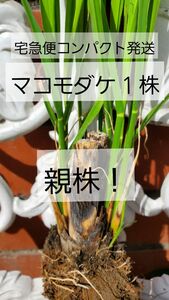 マコモダケ １株 親株!