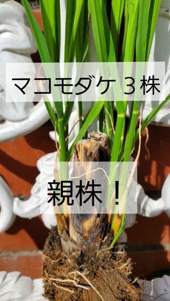 マコモダケ ３株 親株!