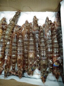  golden week first come, first served!! super limitation! translation none limited time same day shipping!! double extra-large Japanese tiger prawn..1 case (1kg). approximately 20 tail ~40 tail entering..