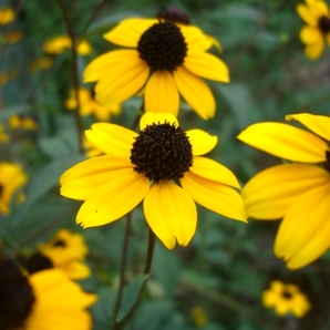 ○ルドベキア・タカオ＊耐寒性多年草＊夏の花＊花もち長くておすすめです＊１００粒＊種のみいくつでも送料73円の画像1