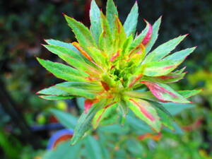 山野草　　　緑紅　獅子咲　バラ　　薔薇　　開花株 