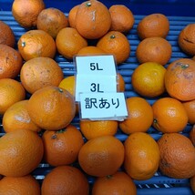 愛媛西宇和産　清見タンゴール訳あり　3L〜5L　8ｋｇ_画像3