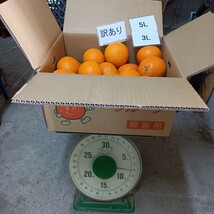 愛媛西宇和産　清見タンゴール訳あり　3L〜5L　8ｋｇ_画像1