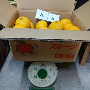 愛媛西宇和産　甘夏　2L3Lジャンボ　13ｋｇ