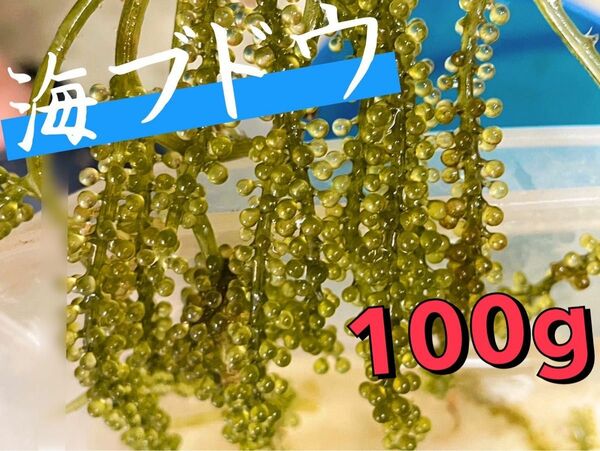 海ブドウ　100g ウミブドウ　海藻　観賞用