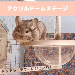 【再入荷】《大人気》チンチラ アクリルドームステージ ペット用品 デグー 小動物の画像1