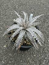 Dyckia 'Big Brother' x 'A Winter's Frost' (dyckiayouup hybrid)_画像5